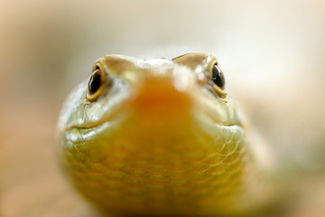 The green lizard, close-up