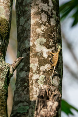 Flying lizard or flying dragon (Draco volans) on the tree