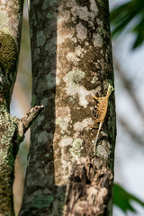 Fototapeta premium Flying lizard or flying dragon (Draco volans) on the tree