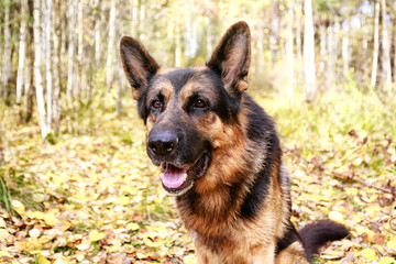 Dog German Shepherd in a forest in autumn