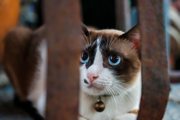 Spotted cat with blue eyes and bell on the neck, close-up