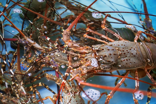 Lobster ( langust) underwater in an aquarium