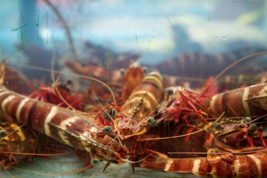 Lobster ( langust) underwater in an aquarium