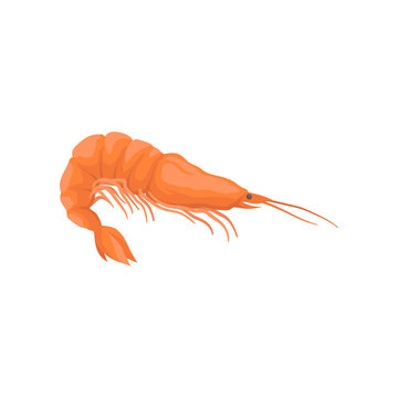 Fresh and tasty shrimp. Boiled prawn with bright red shell and long claws. Flat vector for cafe menu or advertising poster
