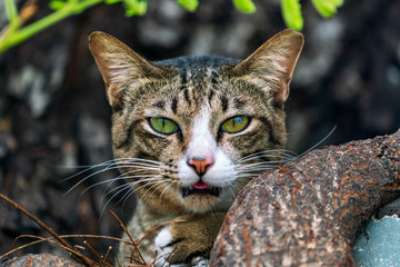 Portrait of a green-eyed cat, close-up