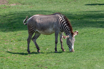 Fototapeta na wymiar Grevy's zebra feeding (Equus grevyi)