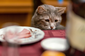 Sad cat  begging food from the table. Diet, obesity