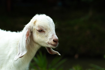 White goat on the grass in the park.
