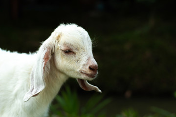 Fototapeta premium White goat on the grass in the park.