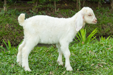 White goat on the grass in the park.