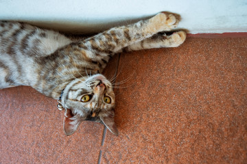 Gray domestic lazy cat lying on the tiled floor. Comfort, warmth, home