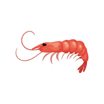 Flat vector icon of big fresh shrimp. Prawn with red shell. Seafood theme. Element for product packaging or promo poster