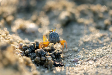 Little crab on the sand