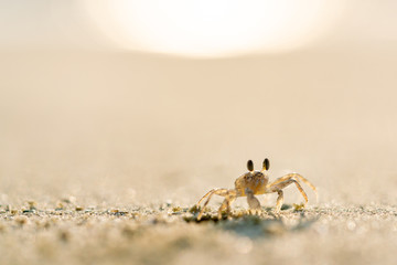 Crab on the beach, copy space