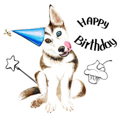 The dog breeds husky. Cute puppy with blue eyes. Birthday. Isolated on white background. - 220903519