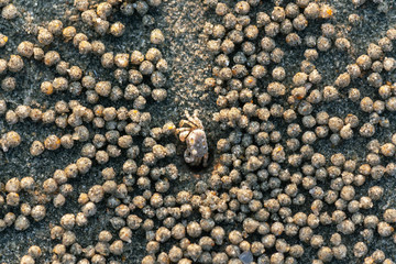 Crab in the hole on the beach