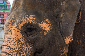 Face Of An Elephant