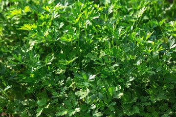 Fototapeta na wymiar Parsley background. The greens growing on a bed.