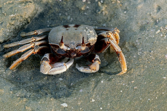 Crab in the sand, close-up