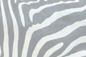 Fototapeta na wymiar Fur zebra texture, background. Toned