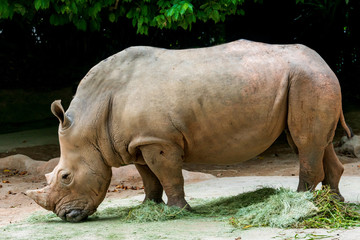 Naklejka premium Nosorożec w zoo