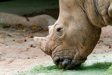 Obraz premium Głowa nosorożca, zbliżenie
