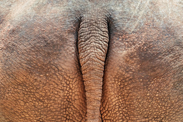 Obraz premium Ogon nosorożca, zbliżenie