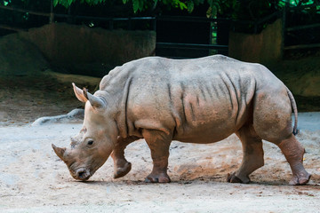 Naklejka premium Rhinoceros in the zoo