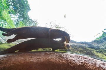 Two otters under the water