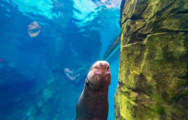 Otter floating under the water