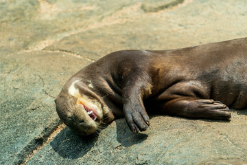 Otter lies on a stone, close-up