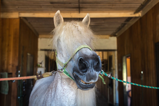 White horse with beautiful mane in dark stable