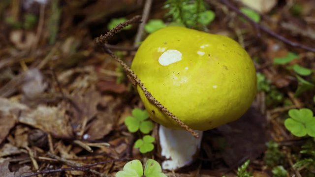 Yellow cup mushroom in the forest