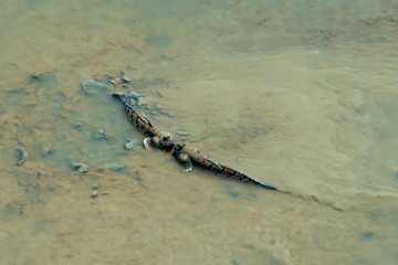 Two Fish amphibian (Periophthalmus) in the mud