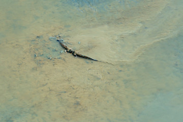 Two Fish amphibian (Periophthalmus) in the mud