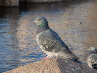 portrait of a dove