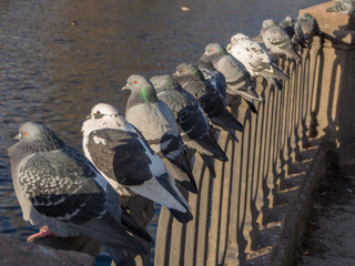 pigeons by the river