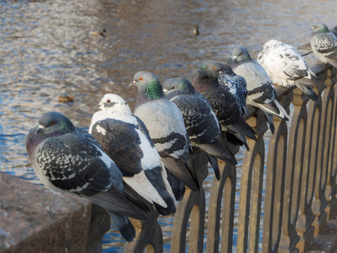 pigeons on a fence