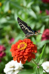 ジニアとアゲハチョウ