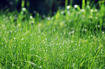 Natural background. Green grass in the morning dew close up.