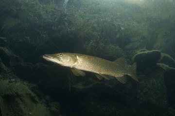 Brochet, pike