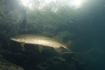 Brochet, pike