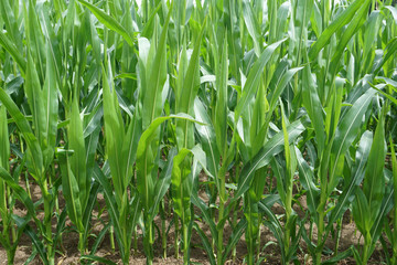 Green agricultural field with growing corn.