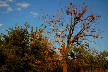  A Lonely Centenary Tree