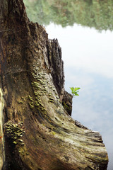 An old stump covered with mushrooms, like a mountain on a background of river.