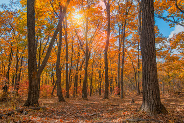 autumn forest, all the foliage is painted with golden color in the middle of the forest road.  © Юлия Моисеенко