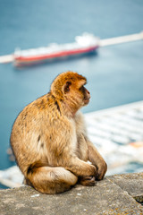 Portrait of a wild female macaque.  Macaques are one of the most famous attractions of the British overseas territory