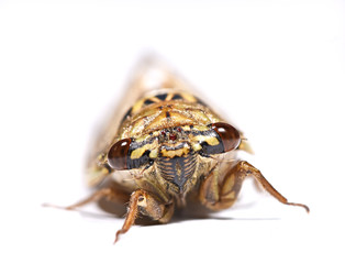 Cicada isolated on white background