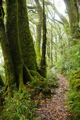 Rainforest Trail