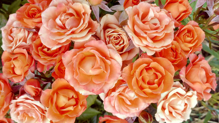 Bouquet of orange roses and buds growing in a garden love background